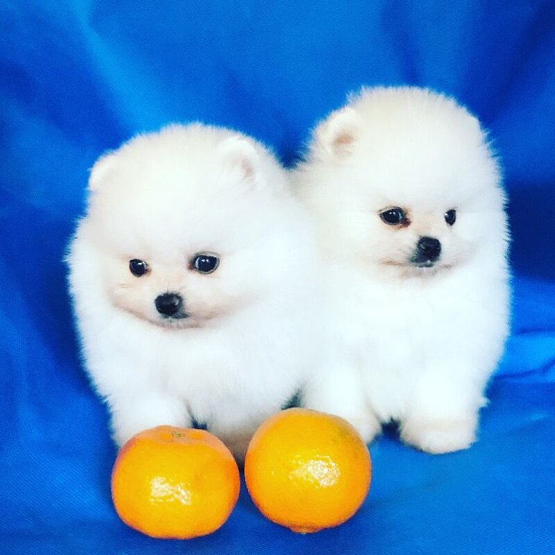 Pomeranian boo