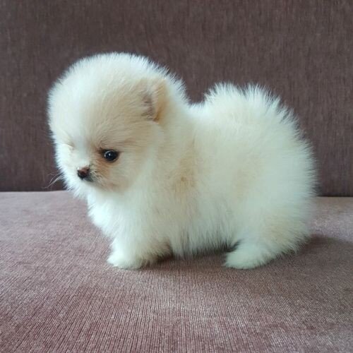 Pomeranian boo