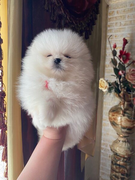 Pomeranian boo