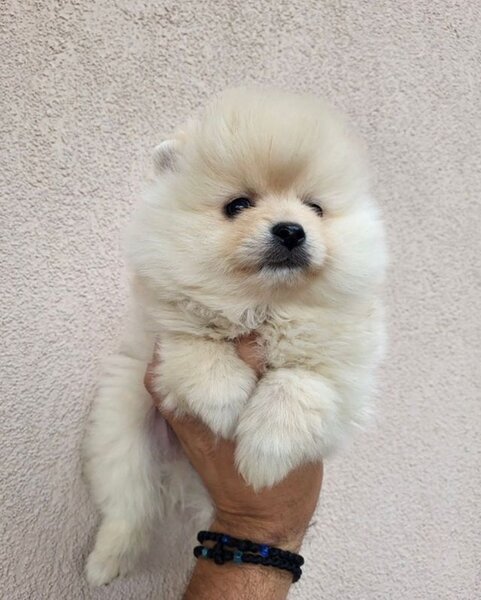 Pomeranian boo