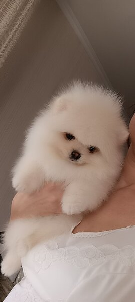Pomeranian boo