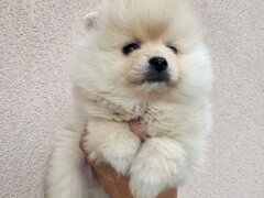 Pomeranian boo