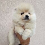 Pomeranian boo