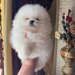 Pomeranian boo