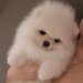 Pomeranian boo